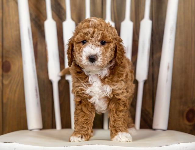 A picture of a Quala, one of our Mini Goldendoodles puppies that went to their home in South Dakota