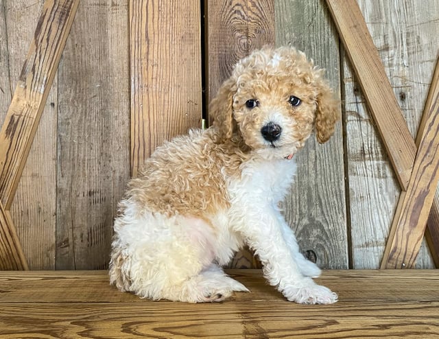 Minnie is an F1BB Goldendoodle for sale in Iowa.