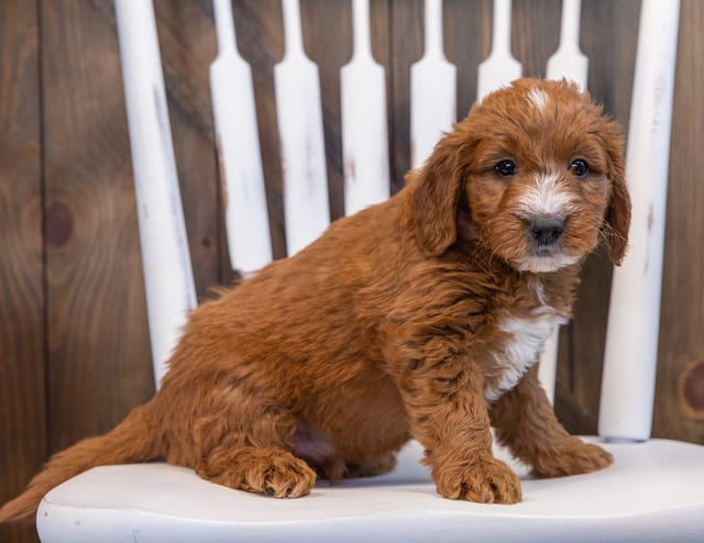 A picture of a Stu, one of our Mini Goldendoodles puppies that went to their home in Texas