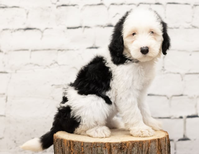 Rex is an F1 Sheepadoodle for sale in Iowa.