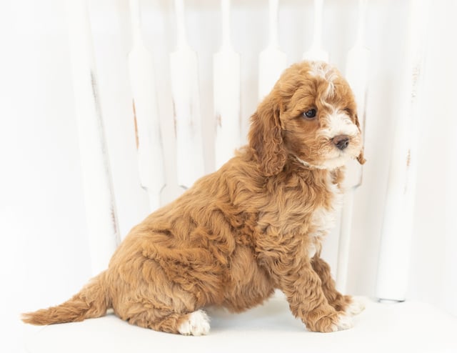 Moxie came from Leia and Rugar's litter of F1B Goldendoodles