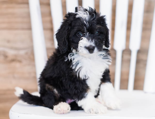 Wally is an F1 Bernedoodle that should have  and is currently living in Canada