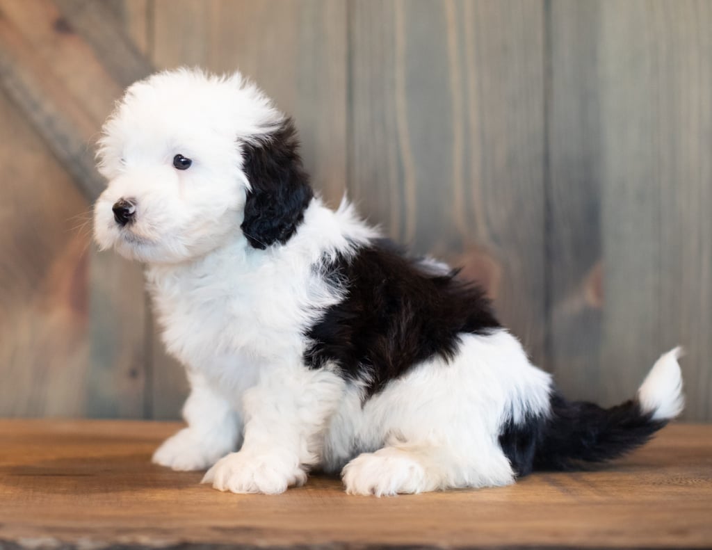 Violet is an F1 Sheepadoodle that should have  and is currently living in California