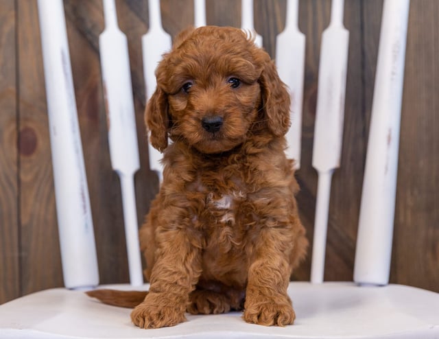 Denny came from Berkeley and Teddy's litter of F2B Goldendoodles