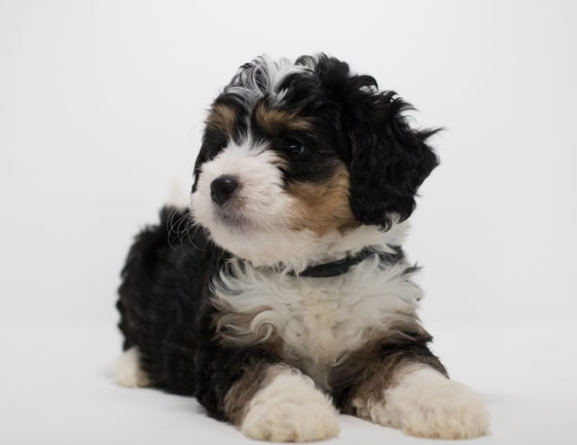 Fraya came from Tyrell and Stanley's litter of F1 Bernedoodles