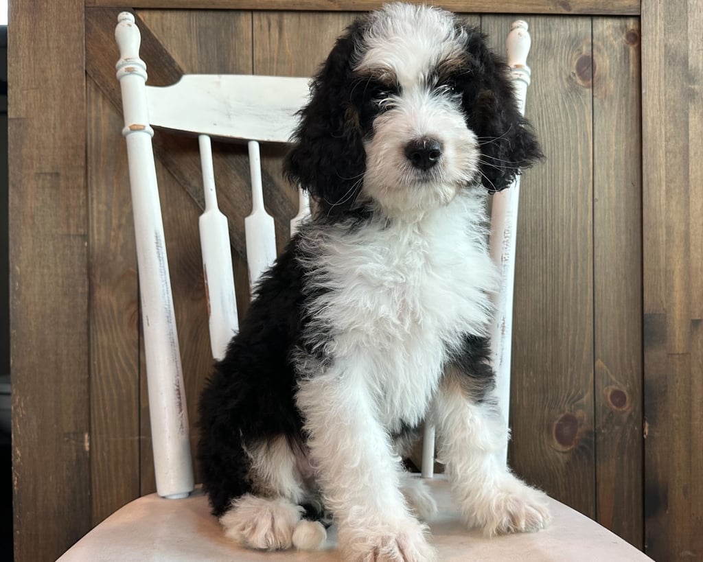 A picture of a Jewel, one of our Standard Bernedoodles puppies that went to their home in Iowa 