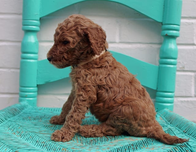 Miles came from Hadley and Scout's litter of F1BB Irish Doodles