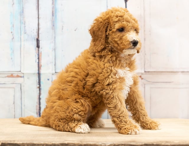 Another great picture of Vera, a Goldendoodles puppy
