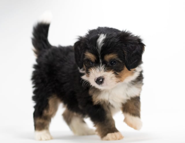 Fredi came from Tyrell and Stanley's litter of F1 Bernedoodles