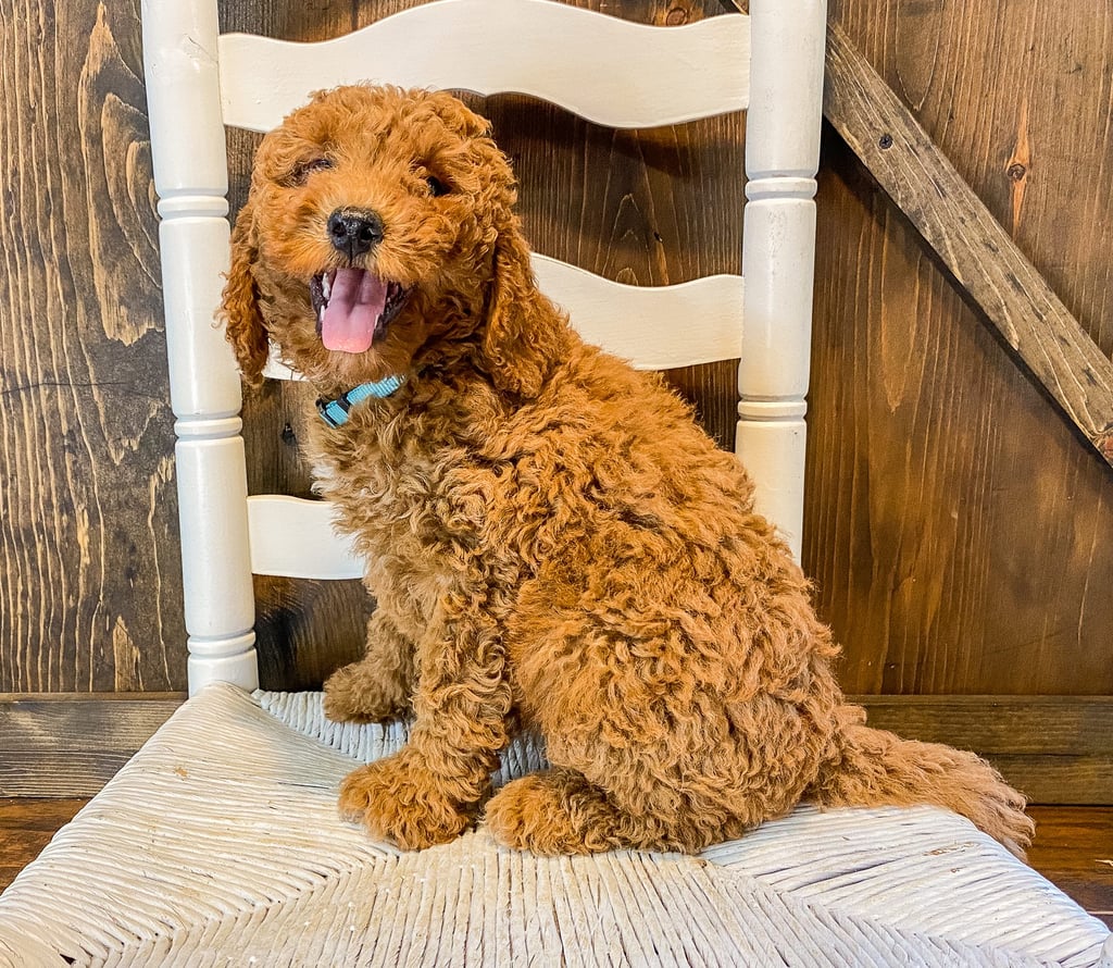 Wendy is an F1BB Goldendoodle that should have  and is currently living in Iowa