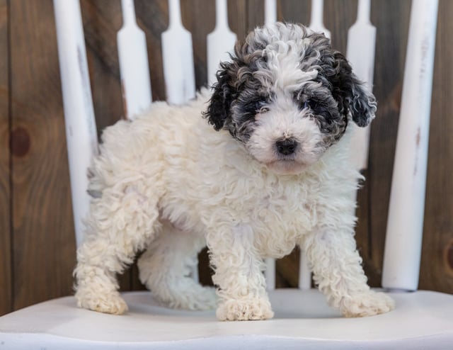 A picture of a Lola, one of our Petite Sheepadoodles puppies that went to their home in California