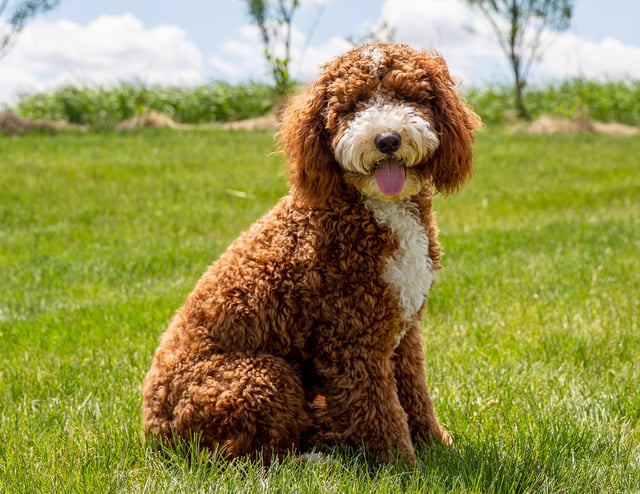 Sheepadoodles bred in in Iowa by Poodles 2 Doodles