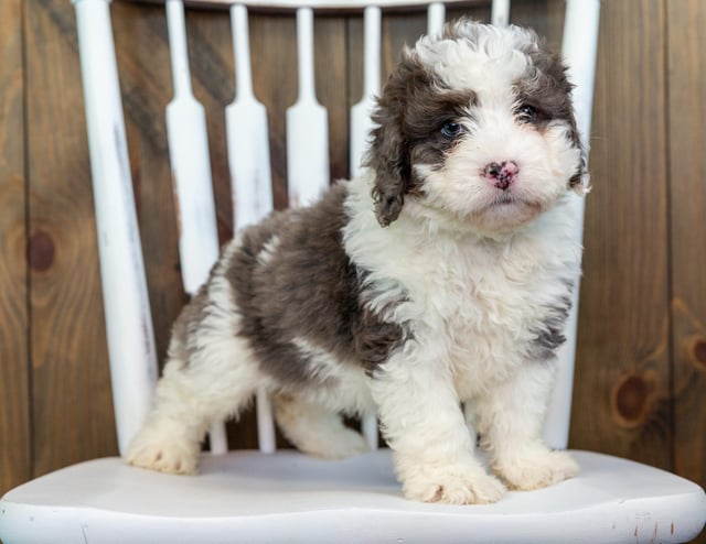 Val came from Tyrell and Grimm's litter of F1 Bernedoodles