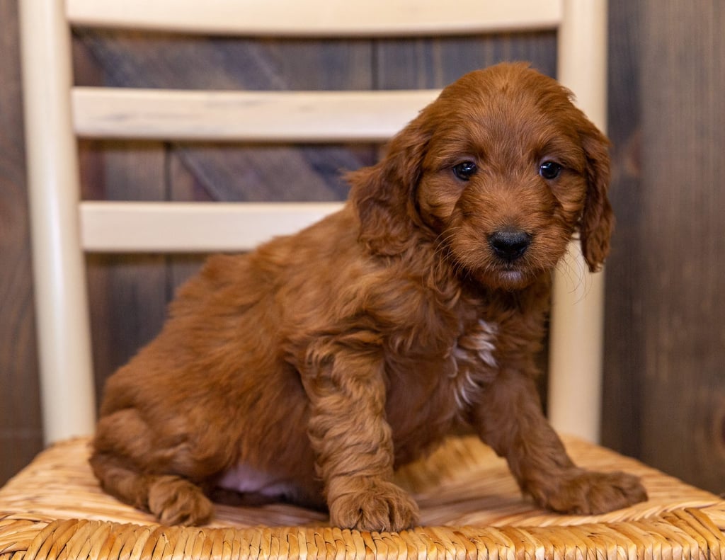 A picture of a Heidi, one of our Mini Goldendoodles puppies that went to their home in Florida