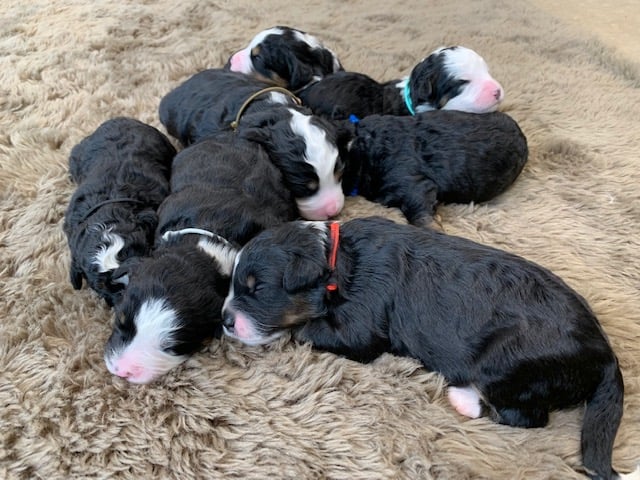 Gorgeous Mini Bernedoodles available for sale!