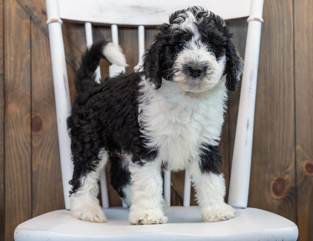 A picture of a Nik, one of our Standard Sheepadoodles puppies that went to their home in Maryland