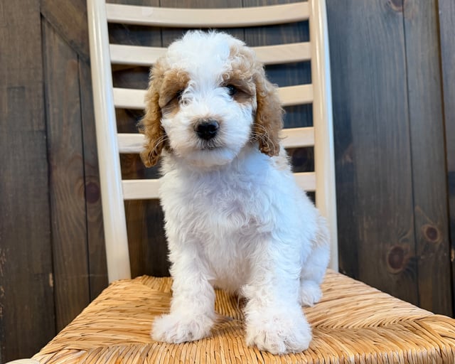A picture of a Slate, a gorgeous Mini Goldendoodles for sale