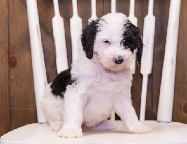 Fay is an F1 Sheepadoodle that should have  and is currently living in California