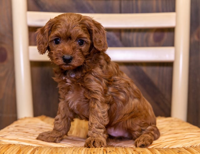 Edwin is an F1B Cavapoo that should have  and is currently living in Iowa