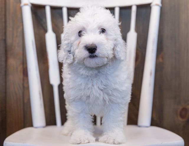 Oakleigh came from Harper and Grimm's litter of F1B Sheepadoodles