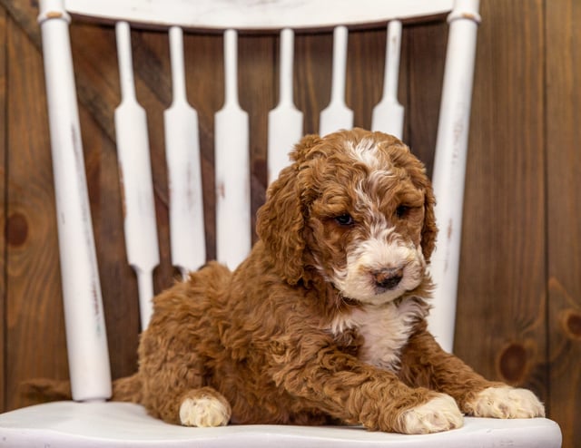 Zipper is an F1B Goldendoodle that should have  and is currently living in California