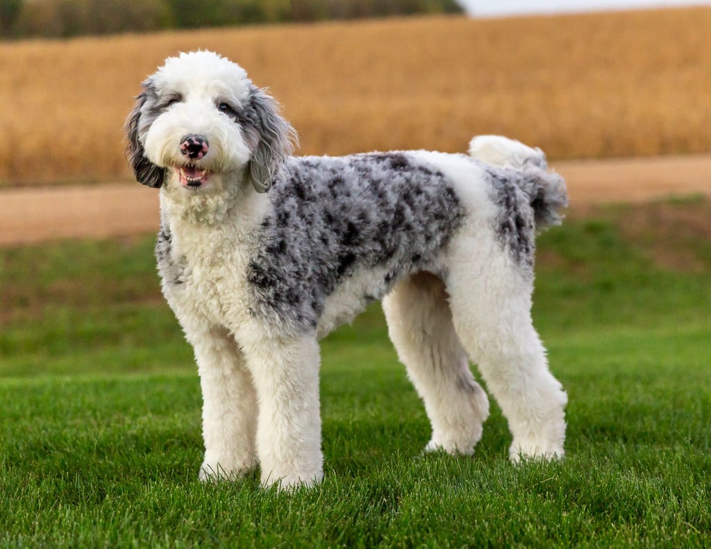 A picture of one of our Sheepadoodle mother's, Smudge.