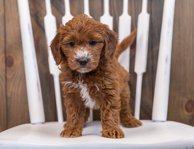 Stormy came from Marlee and Milo's litter of F1 Goldendoodles