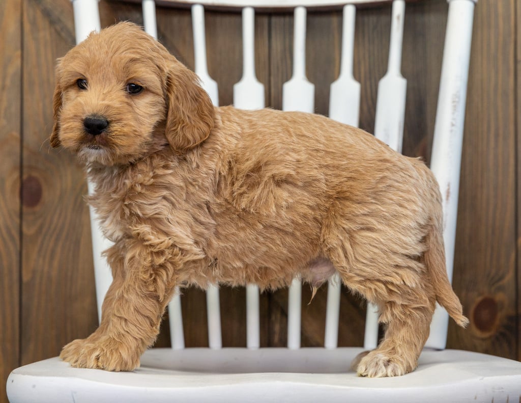 A picture of a Baylee, one of our Mini Goldendoodles for sale