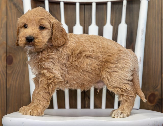 A picture of a Baylee, a gorgeous Mini Goldendoodles for sale