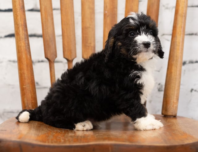 Another great picture of Paco, a Bernedoodles puppy