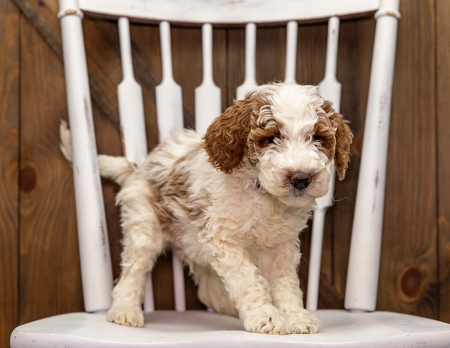 Ziggy is an F1B Goldendoodle that should have  and is currently living in California