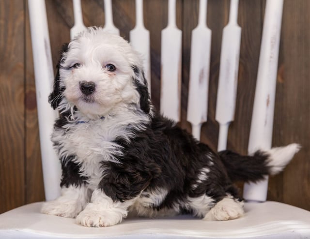 Yolo is an F1 Sheepadoodle that should have  and is currently living in Georgia