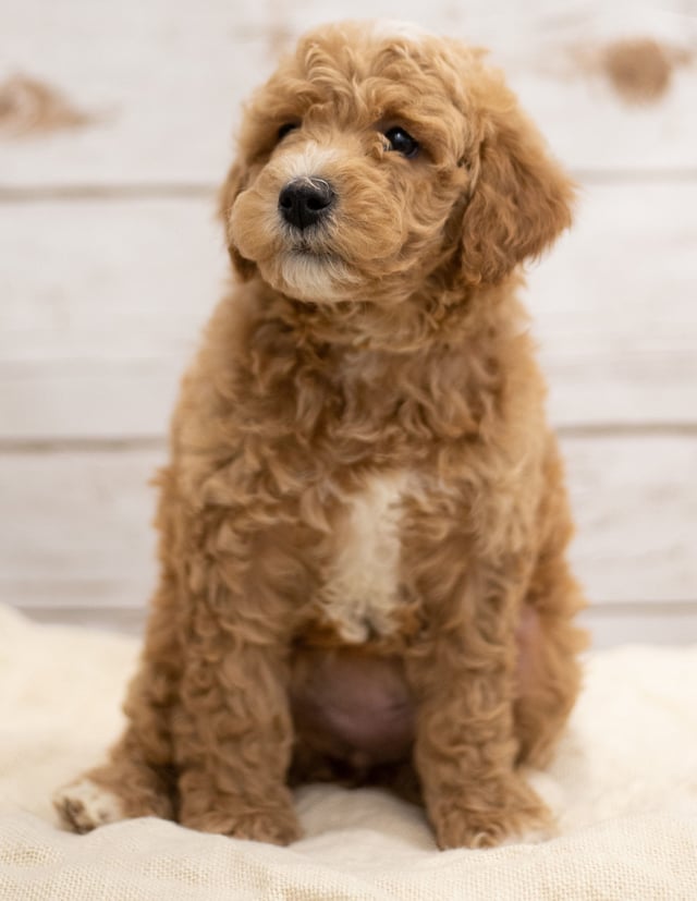Kel is an F2B Goldendoodle that should have red and white abstract markings  and is currently living in South Dakota