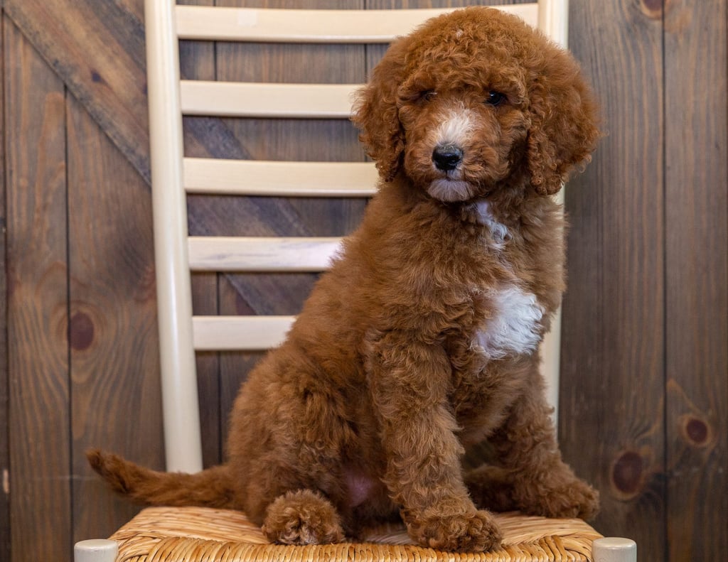A picture of a Rachel, one of our Standard Irish Doodles puppies that went to their home in Minnesota
