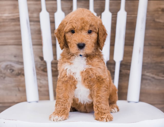 A picture of a Ripley, one of our Mini Goldendoodles puppies that went to their home in Iowa