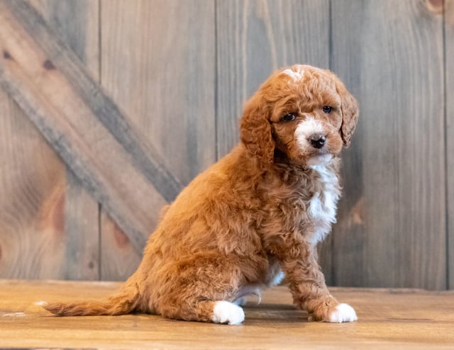 Harlen is an F1B Goldendoodle that should have  and is currently living in Dominican Republic 