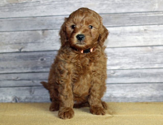 A picture of a Umar, one of our Mini Goldendoodles puppies that went to their home in Nebraska
