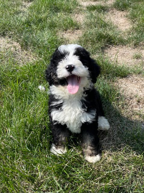 Yoki came from Jersey and Parker's litter of F1 Bernedoodles