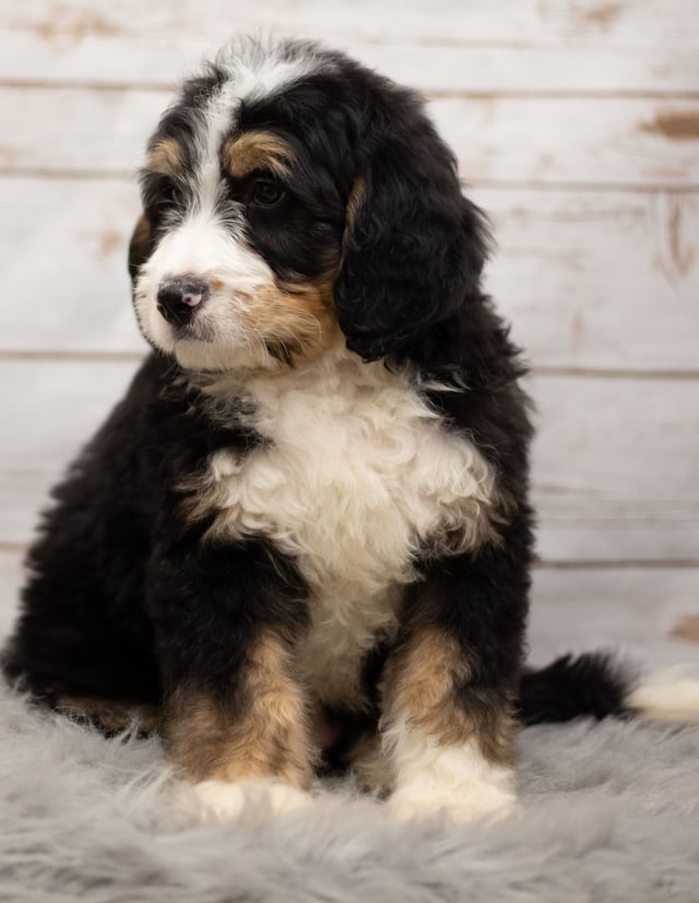 Ink was born on 12/12/2018 and is a Iowa Bernedoodle