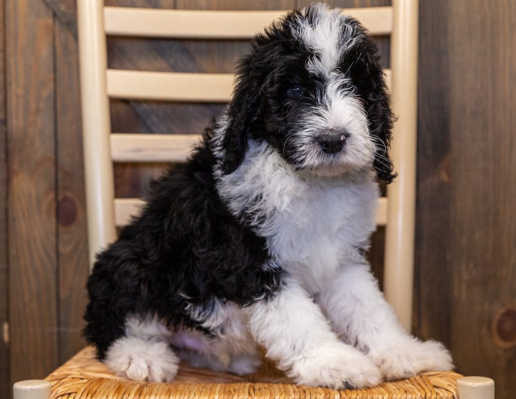 A picture of a Ice, one of our Standard Sheepadoodles puppies that went to their home in Kansas