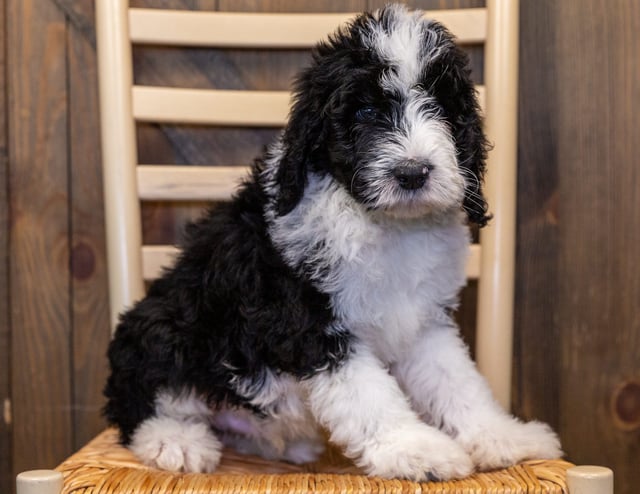 Gorgeous Standard Sheepadoodles available for sale!
