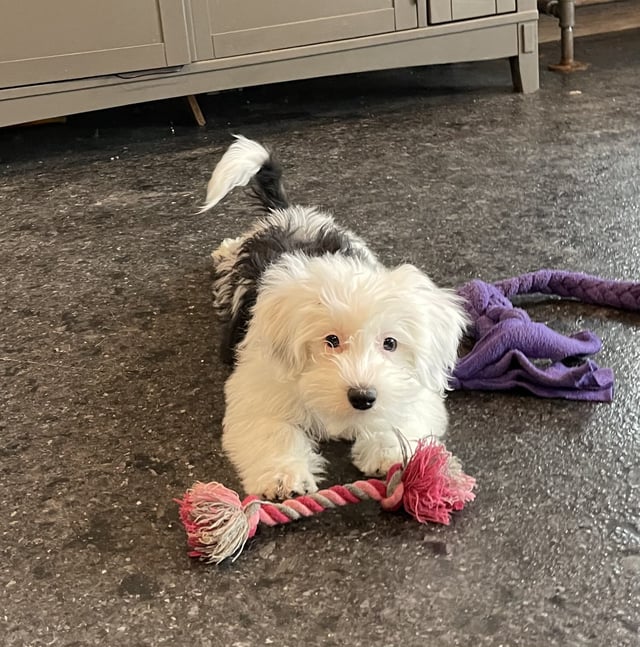 A picture of a Lana, one of our Mini Sheepadoodles puppies that went to their home in Florida