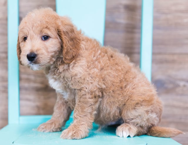 Oatmeal came from KC and Milo's litter of F1 Goldendoodles
