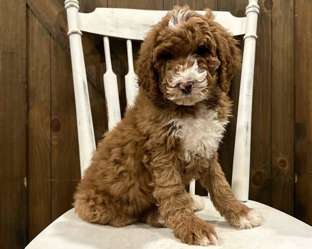 A picture of a Flyer, one of our  Goldendoodles puppies that went to their home in Illinois