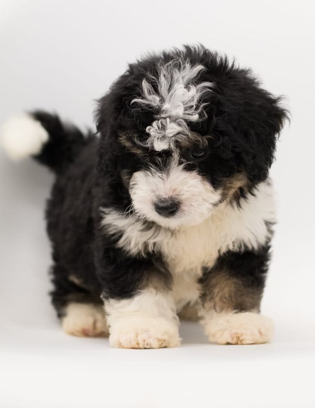 Benji is an F1 Bernedoodle for sale in Iowa.