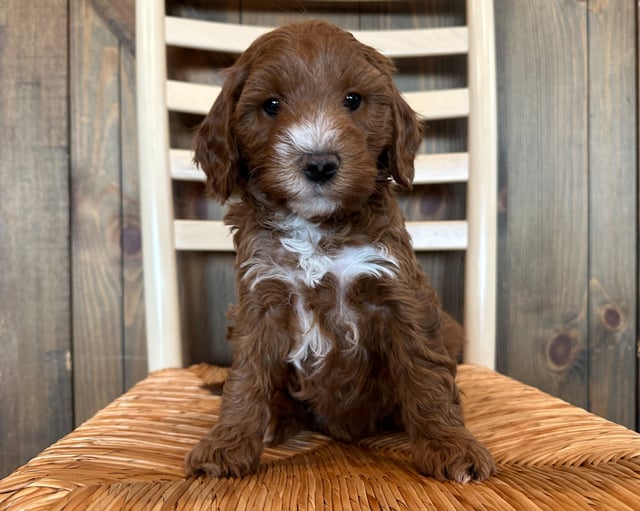 A picture of a Ed, a gorgeous Petite Goldendoodles for sale