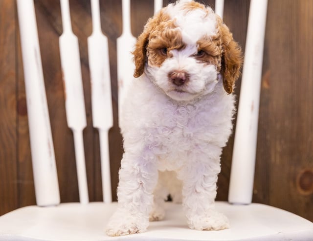 Jersey is an  Poodle that should have  and is currently living in California