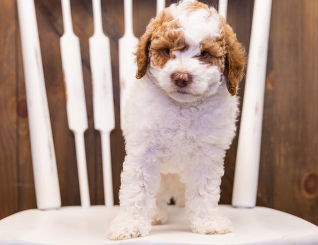 A litter of Mini Poodles raised in Iowa by Poodles 2 Doodles