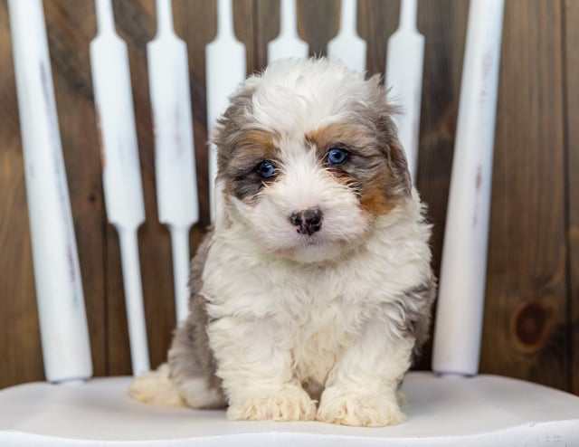 Venus came from Tyrell and Grimm's litter of F1 Bernedoodles