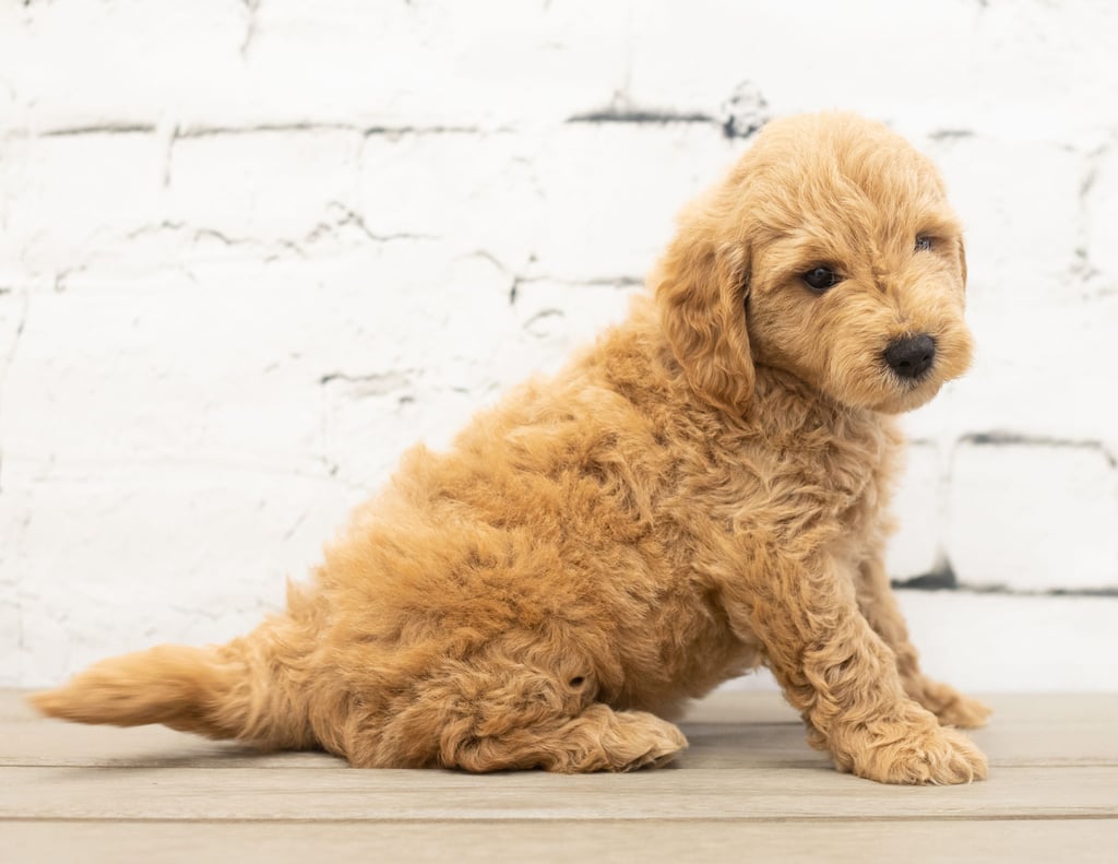 Yac is an F1 Goldendoodle.